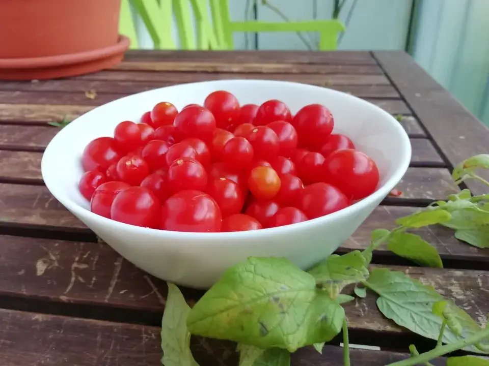 Z jednoho keře divokých rajčat sklidíte stovky plodů