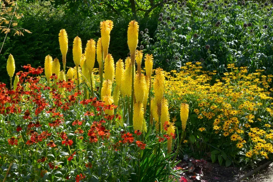 Mnohokvět (Kniphofia)