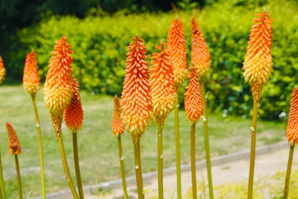 Mnohokvět (Kniphofia)