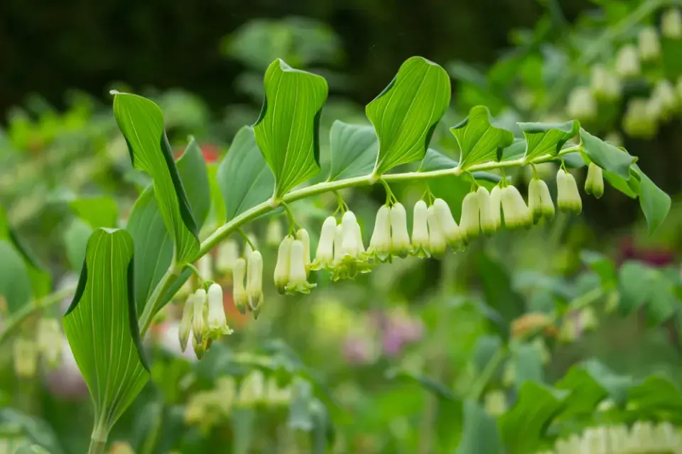 Kokořík mnohokvětý (Polygonatum multiflorum)