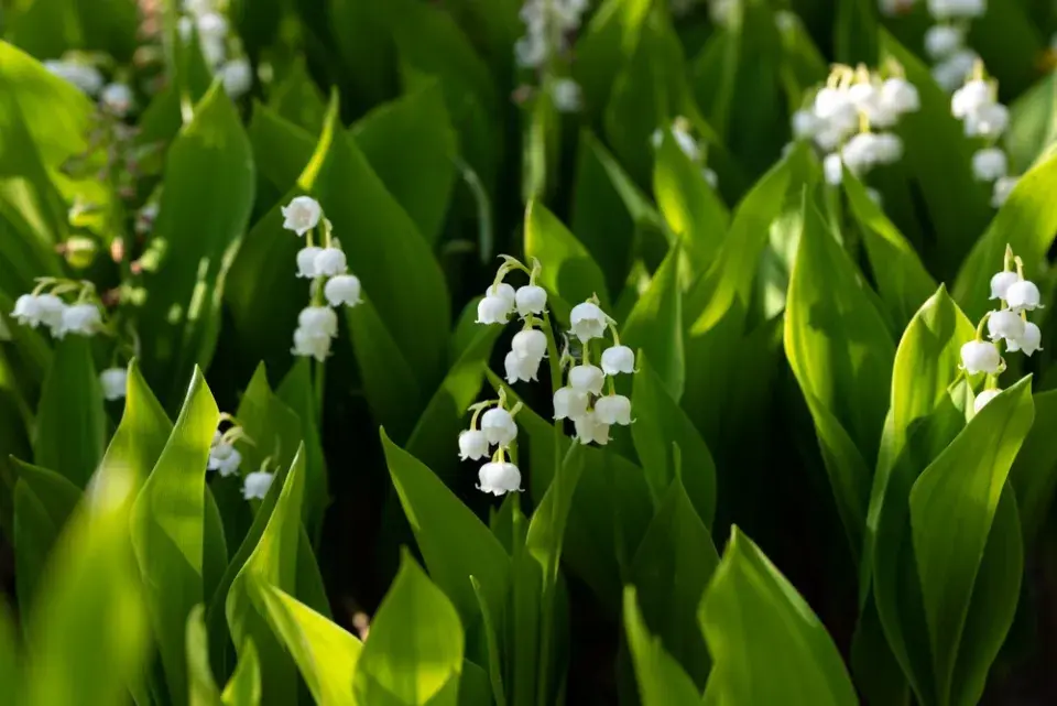 Konvalinka vonná (Convallaria majalis)
