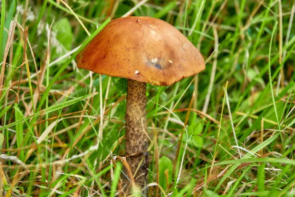 Kozák březový (Leccinum scabrum)