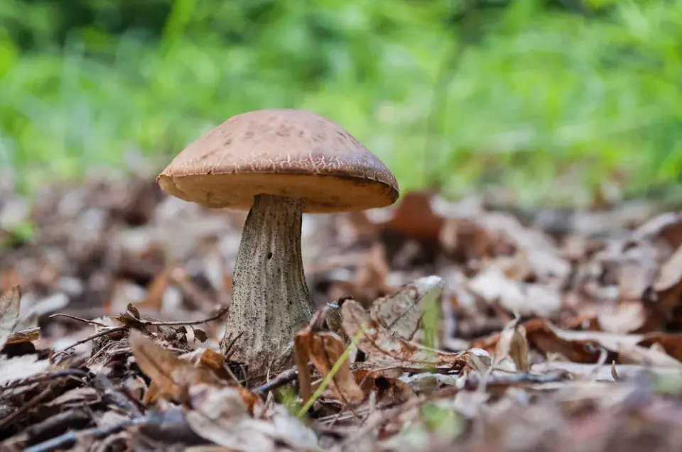 Kozák březový (Leccinum scabrum)