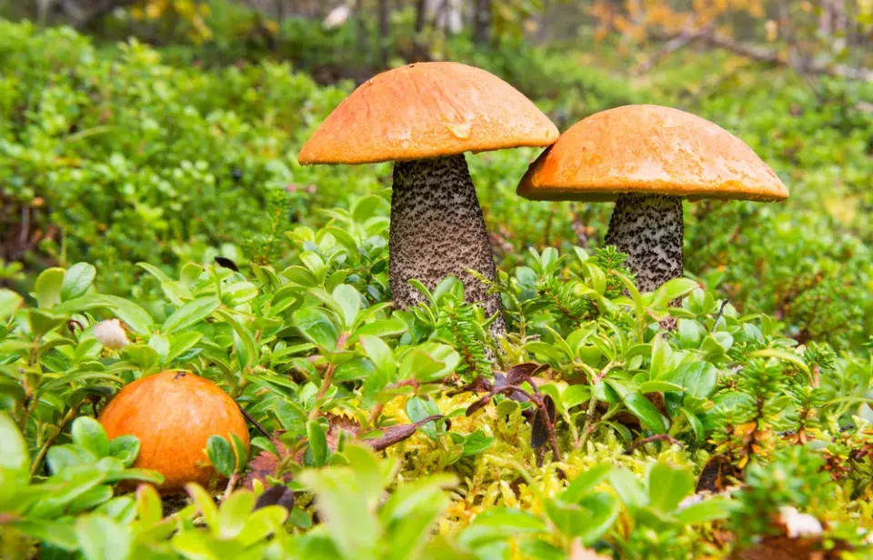 Křemenáč březový (Leccinum versipelle)