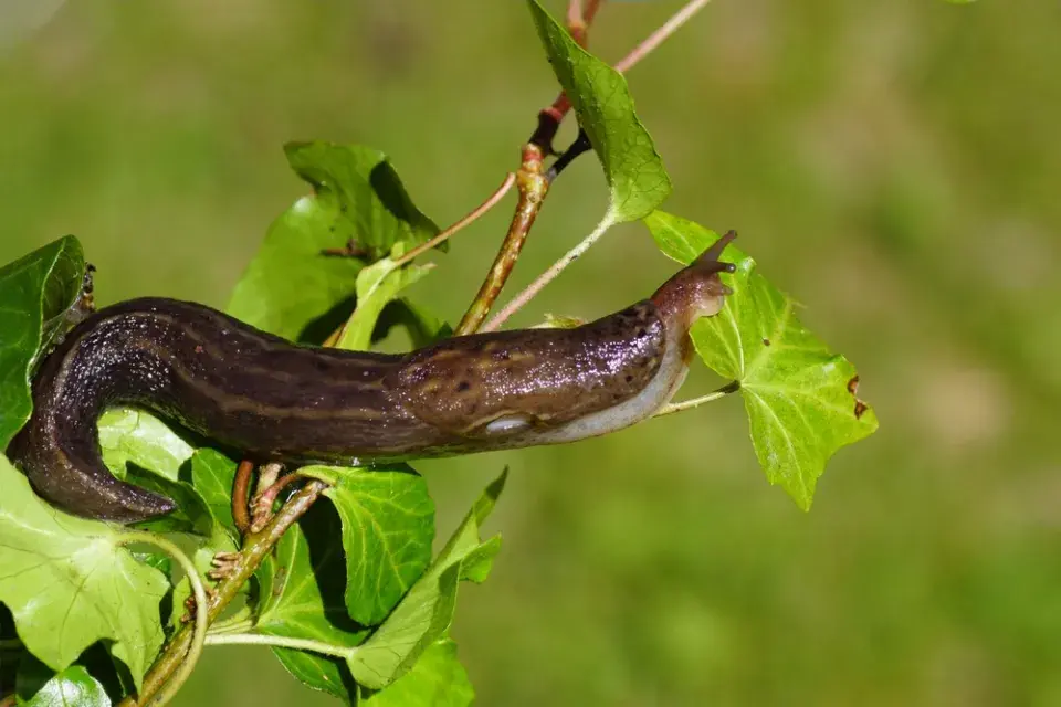 Slimák největší (Limax maximus) 