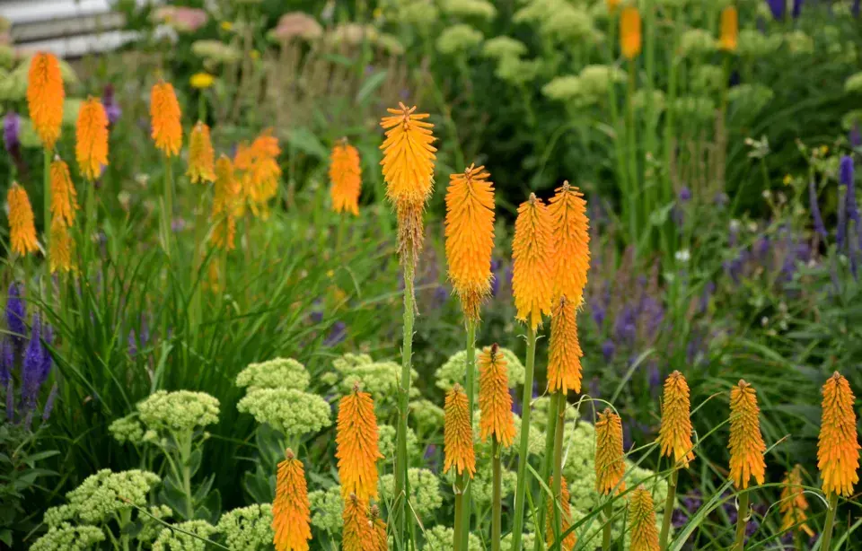Mnohokvět, zvaný Kleopatřina jehla, má nepřehlédnutelná oranžová květenství