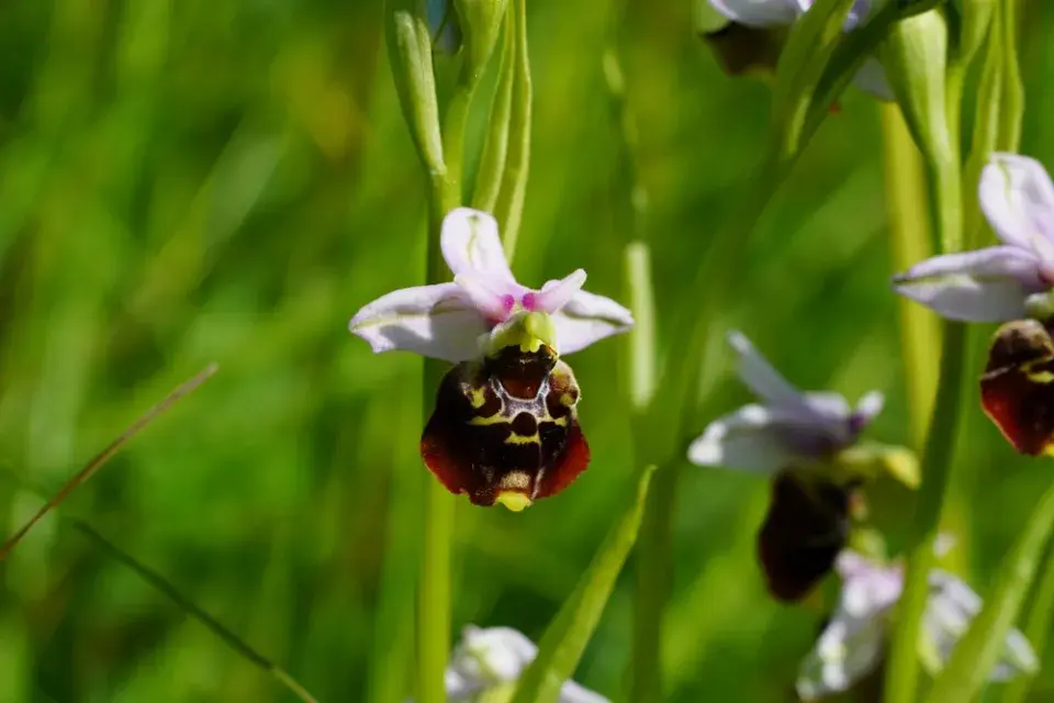 Tořič čmelákovitý (Ophrys holosericea)