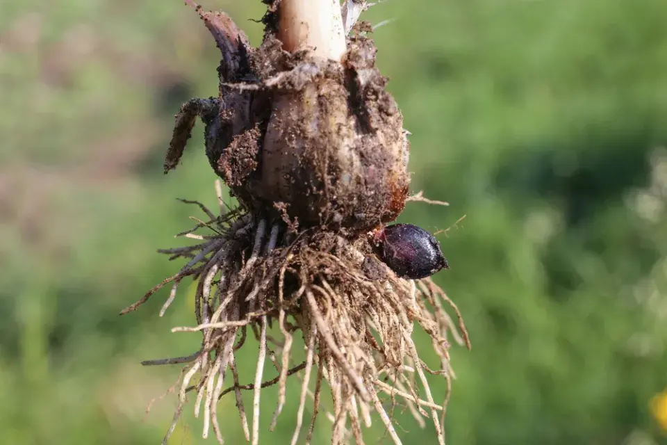 Česnek ořešec (Allium scorodoprasum)