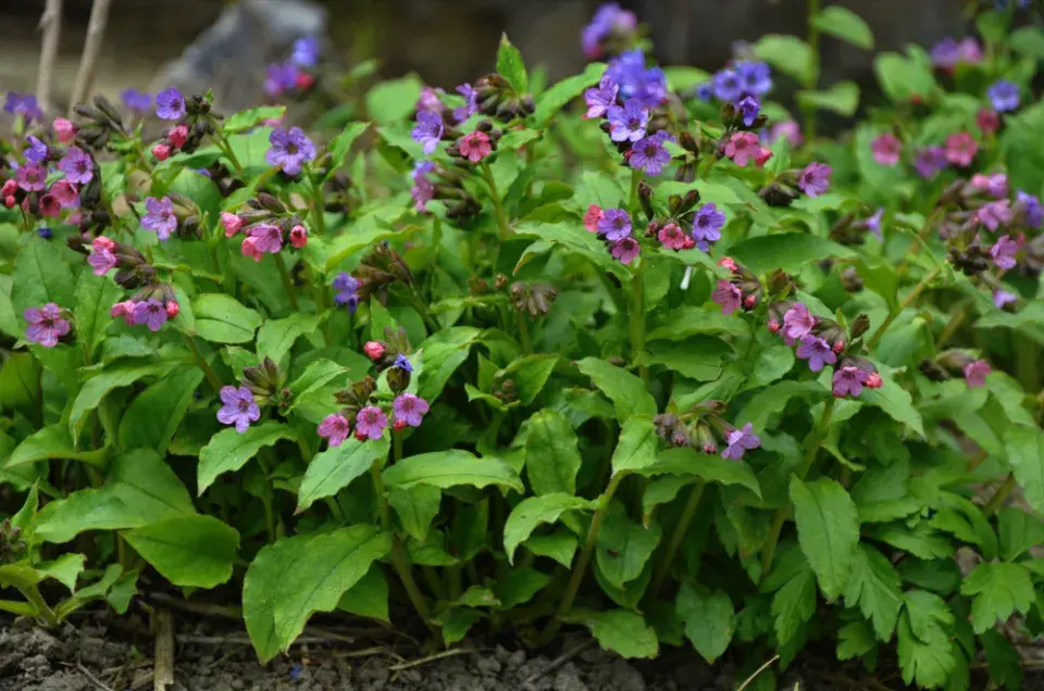 Plicník lékařský (Pulmonaria officinalis)