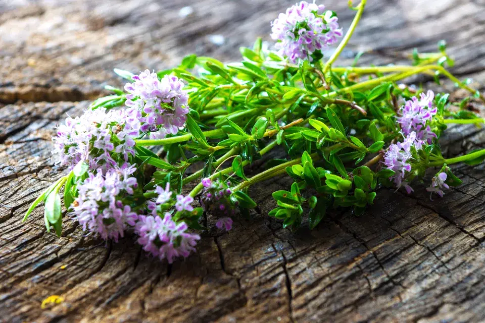 Saturejka zahradní (Satureja hortensis)