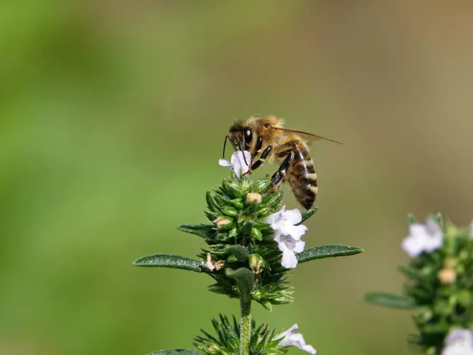 Saturejka zahradní (Satureja hortensis)