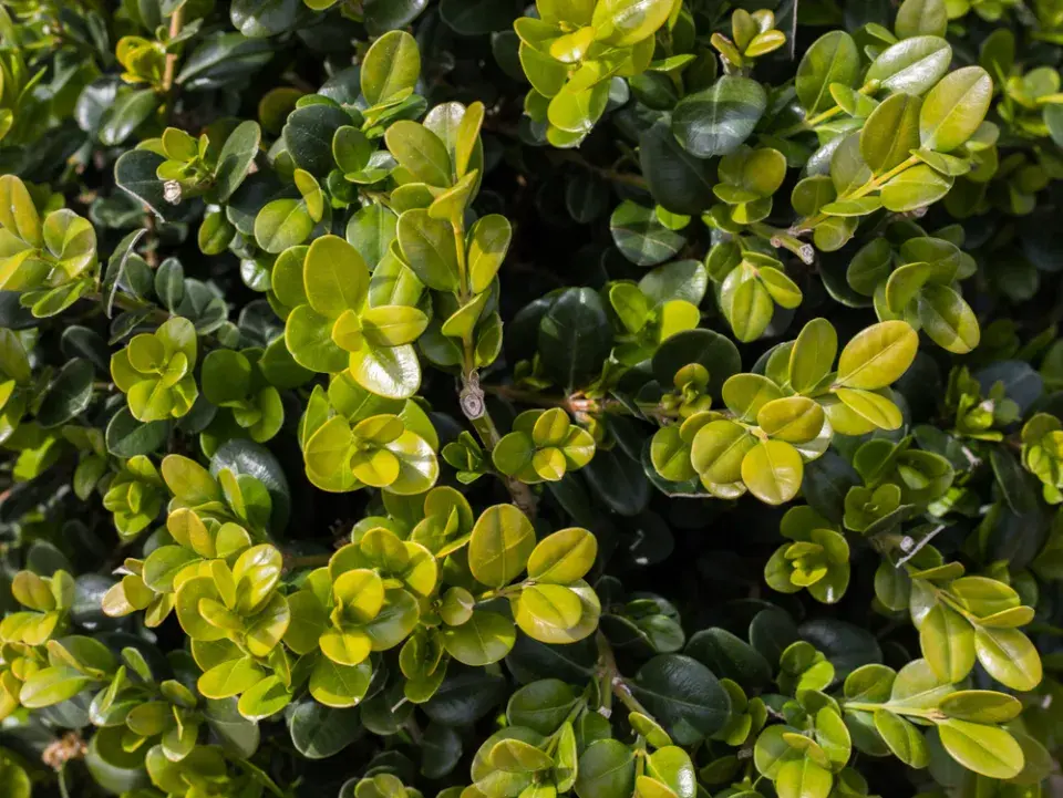 Zimostráz malolistý (Buxus microphylla), na podzim mívají listy žlutavě červené odlesky