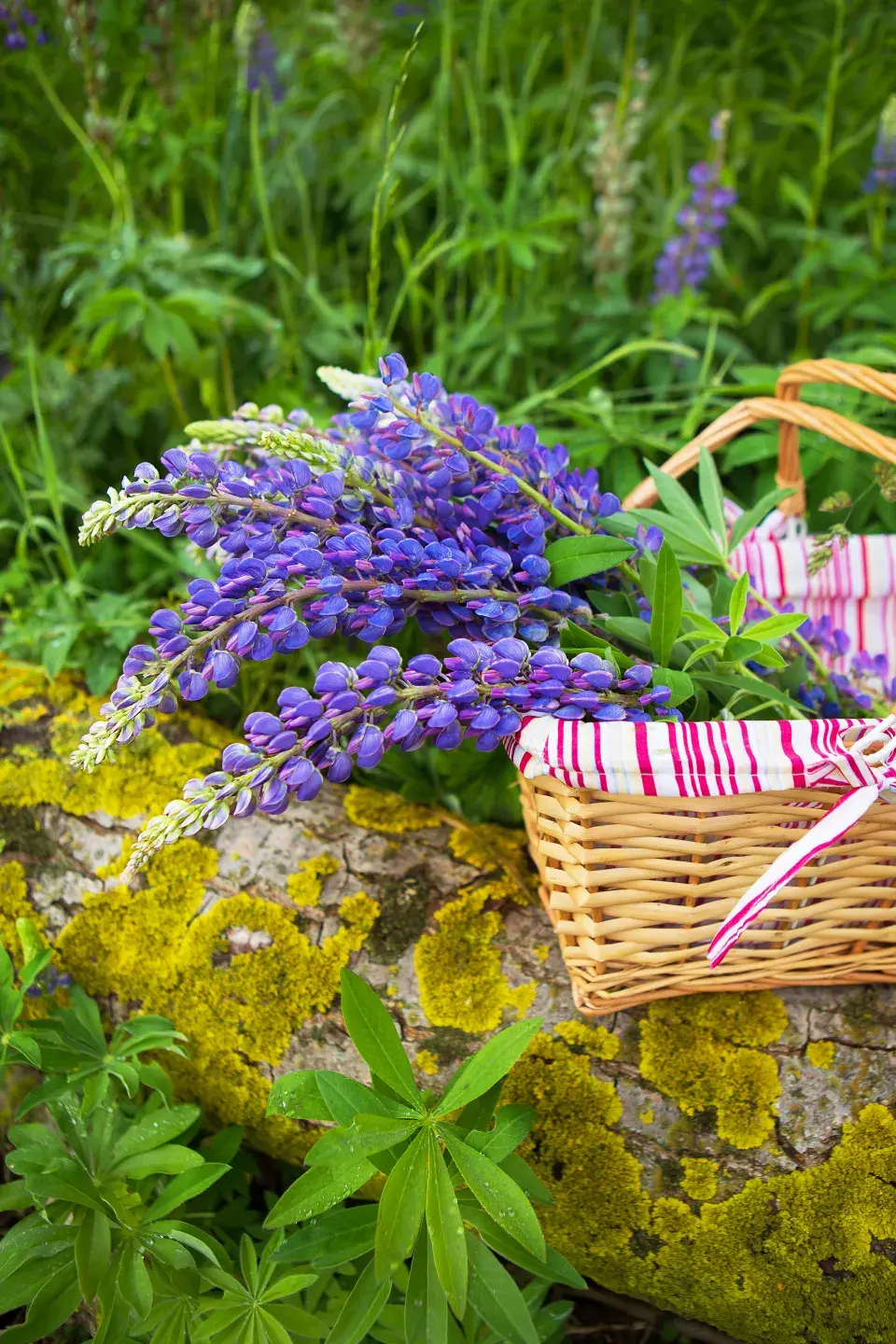 Lupina neboli vlčí bob