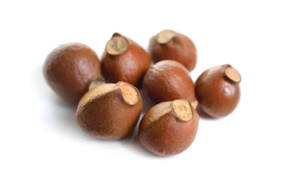 Klokoč zpeřený (Staphylea pinnata)