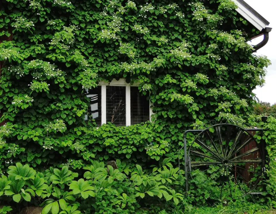Hortenzie řapíkatá či hortenzie pnoucí (Hydrangea petiolaris)
