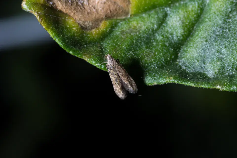 makadlovka dospělec