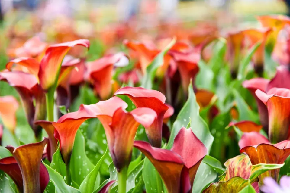 Kornoutice neboli kala