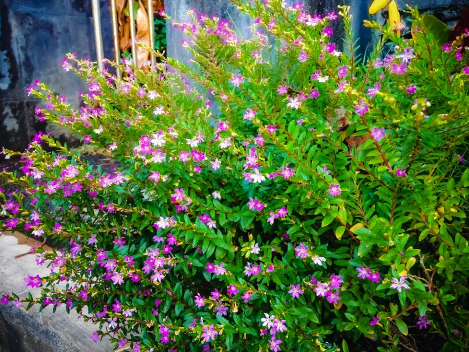 Hlazenec yzopolistý (Cuphea hyssopifolia)