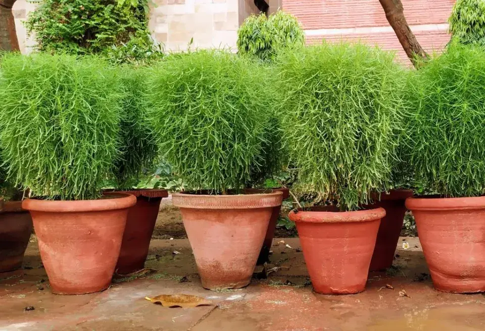 Bytel metlatý můžete pěstovat i jako balkonovou rostlinu