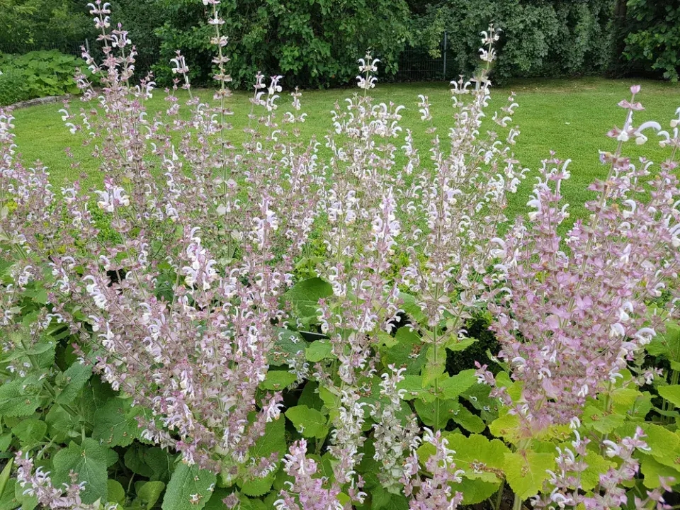 Šalvěj muškátová (Salvia sclarea)