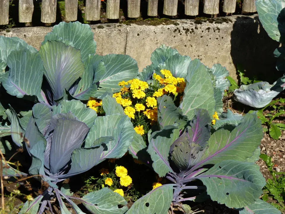 afrikány jako ochrana před háďátky