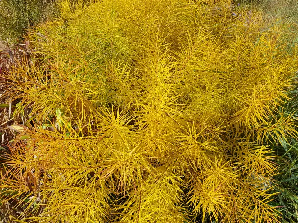 listy amsonie na podzim