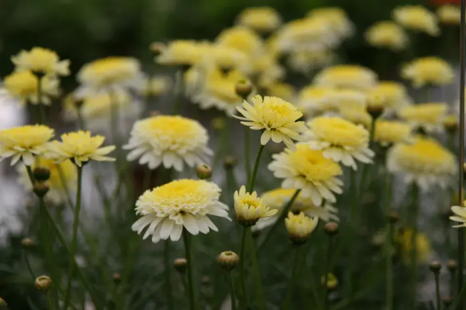 Plné květy kopretiny pařížské