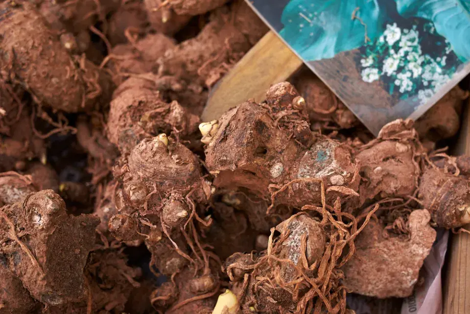 Kornoutice neboli kala