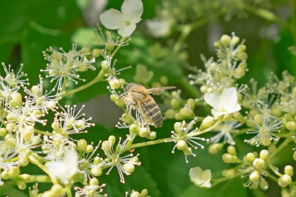 Hortenzie řapíkatá či hortenzie pnoucí (Hydrangea petiolaris)