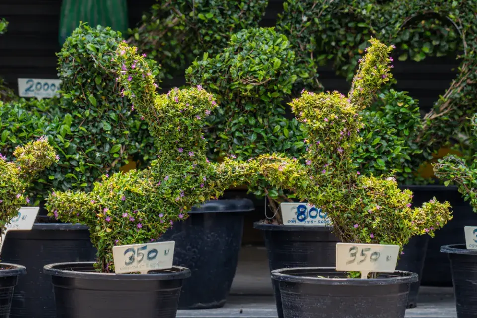 Hlazenec yzopolistý (Cuphea hyssopifolia)