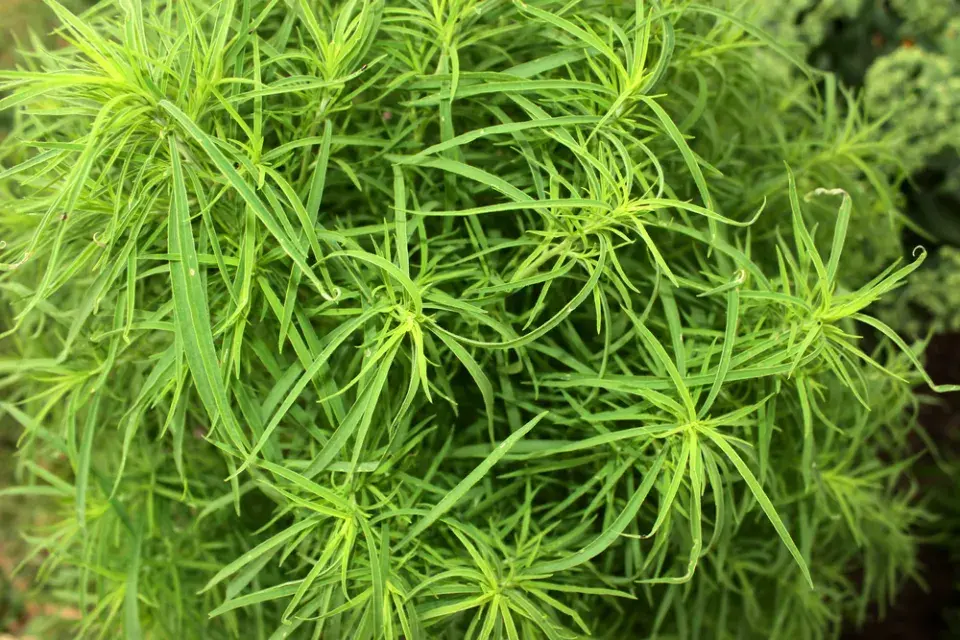 Bytel metlatý nebo i metlovitý (Bassia scoparia, syn. Kochia scoparia)