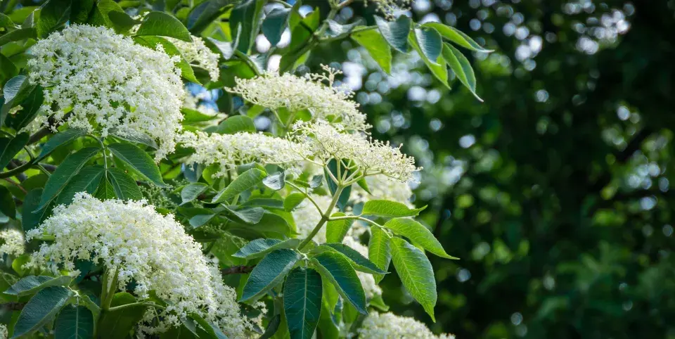 květy bezu černého