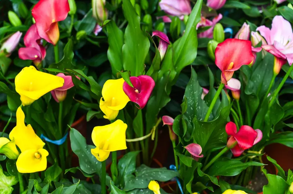 Kornoutice neboli kala