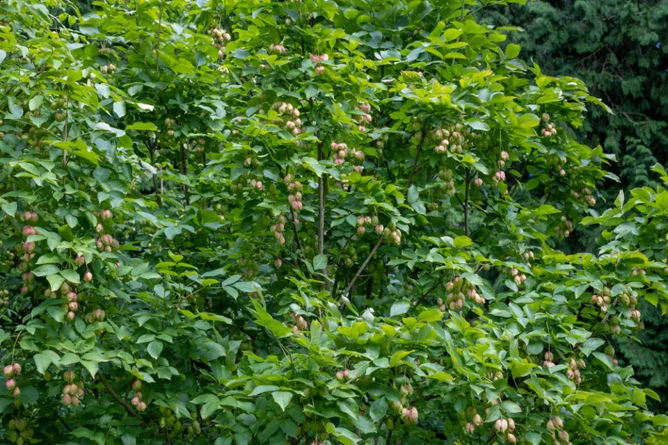 Klokoč zpeřený (Staphylea pinnata)
