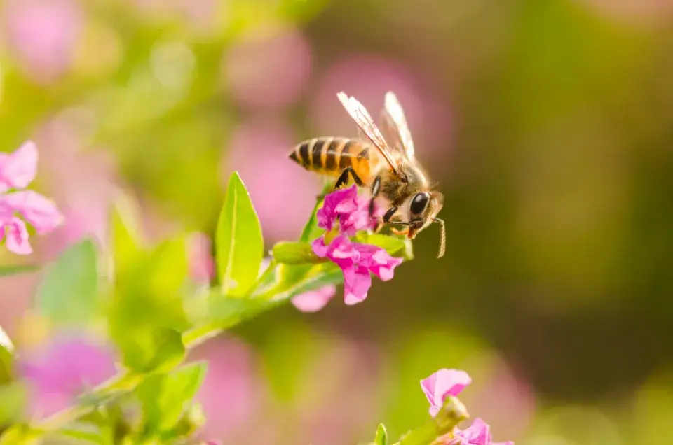 Hlazenec yzopolistý (Cuphea hyssopifolia)