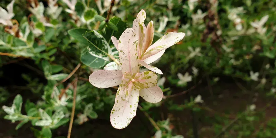 ceněna je především pro barvu listů