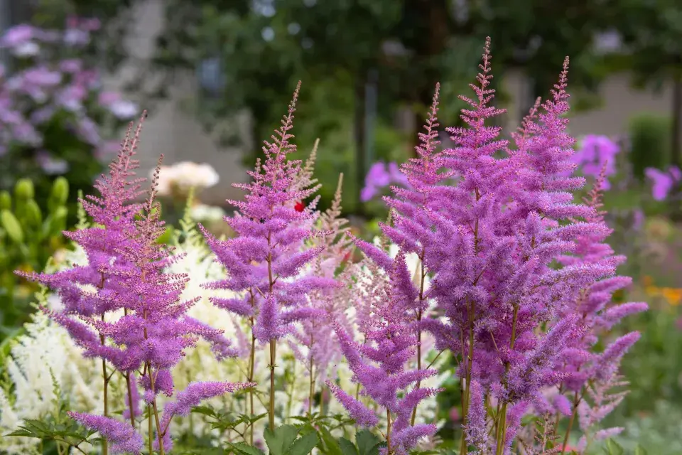 Čechrava (Astilbe)