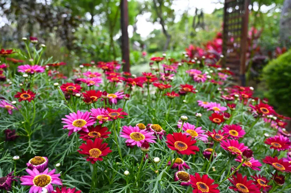 Kopretiny pařížské se nejčastěji pěstují v truhlíku