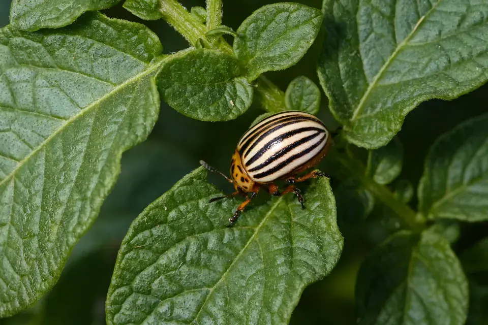 mandelinka bramborová