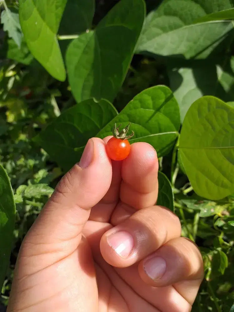 Divoká rajčata mají velmi drobné plody