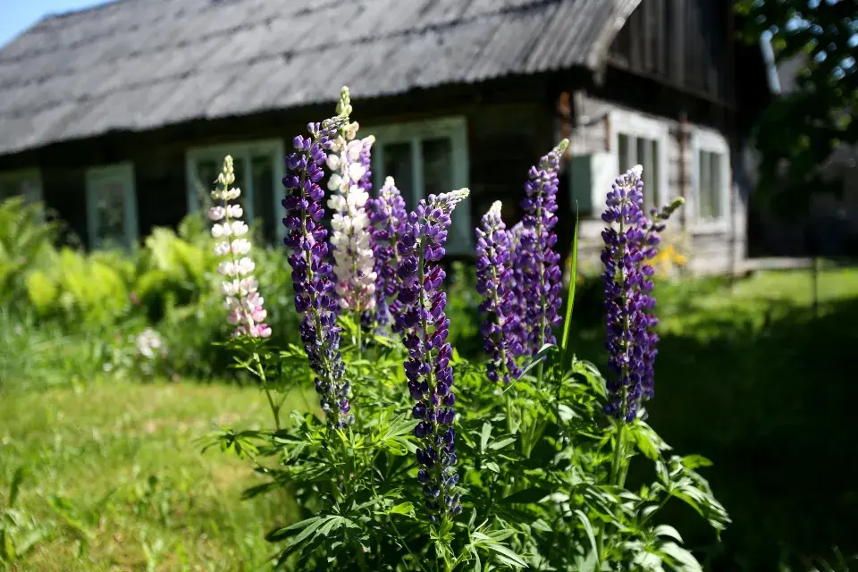 Lupina neboli vlčí bob