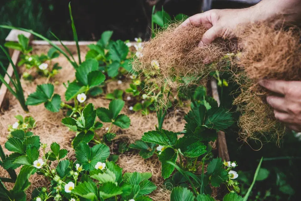 Kokosové vlákno můžete použít i na mulčování