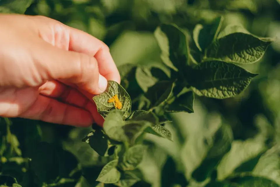 vajíčka mandelinky na rubu listu