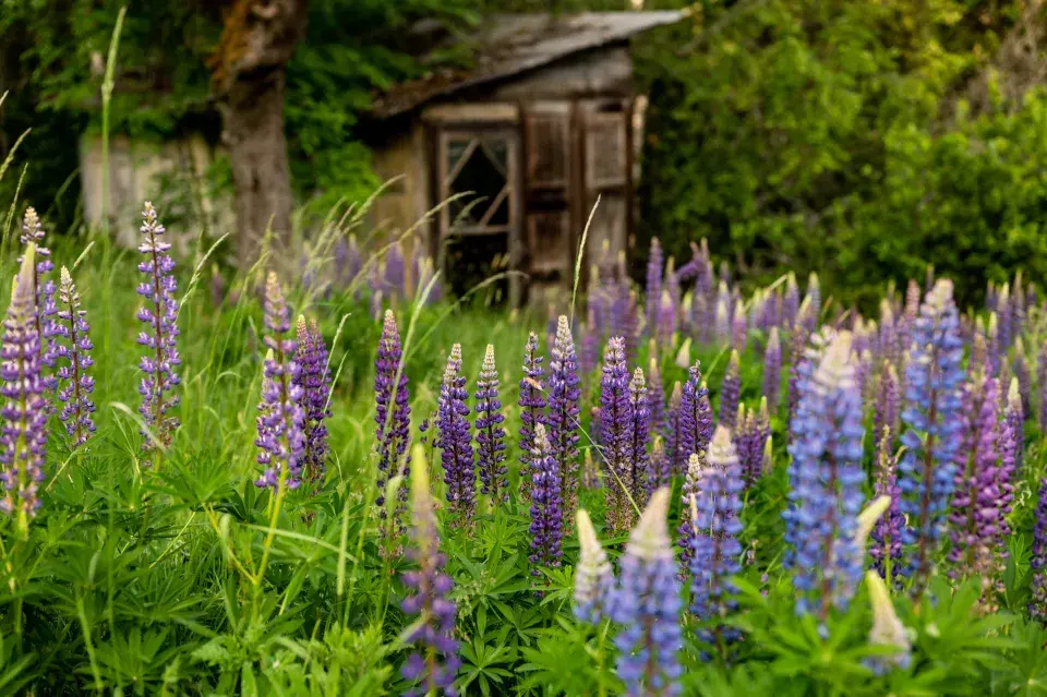 Lupina neboli vlčí bob