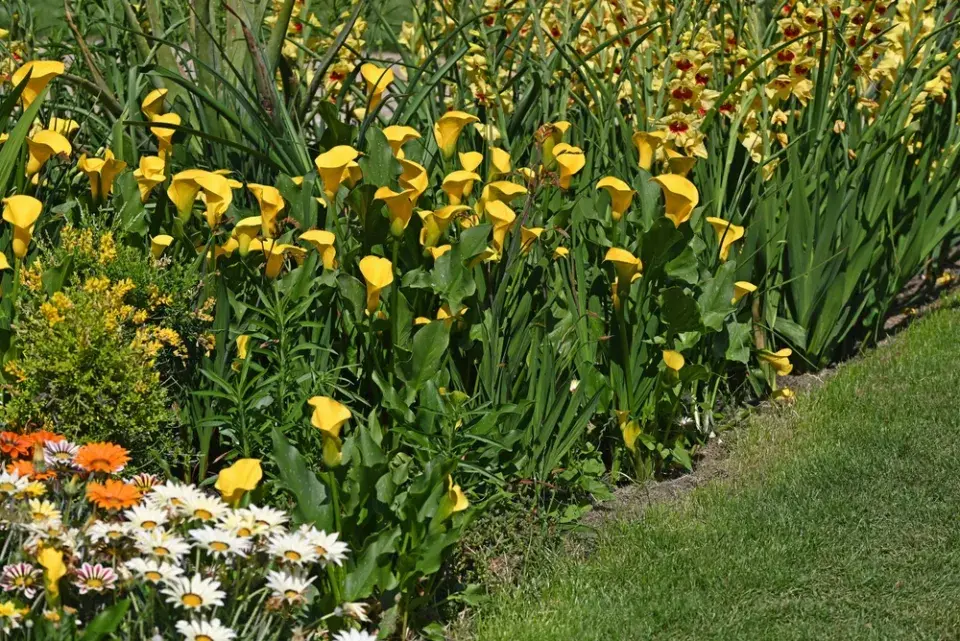 Kornoutice neboli kala