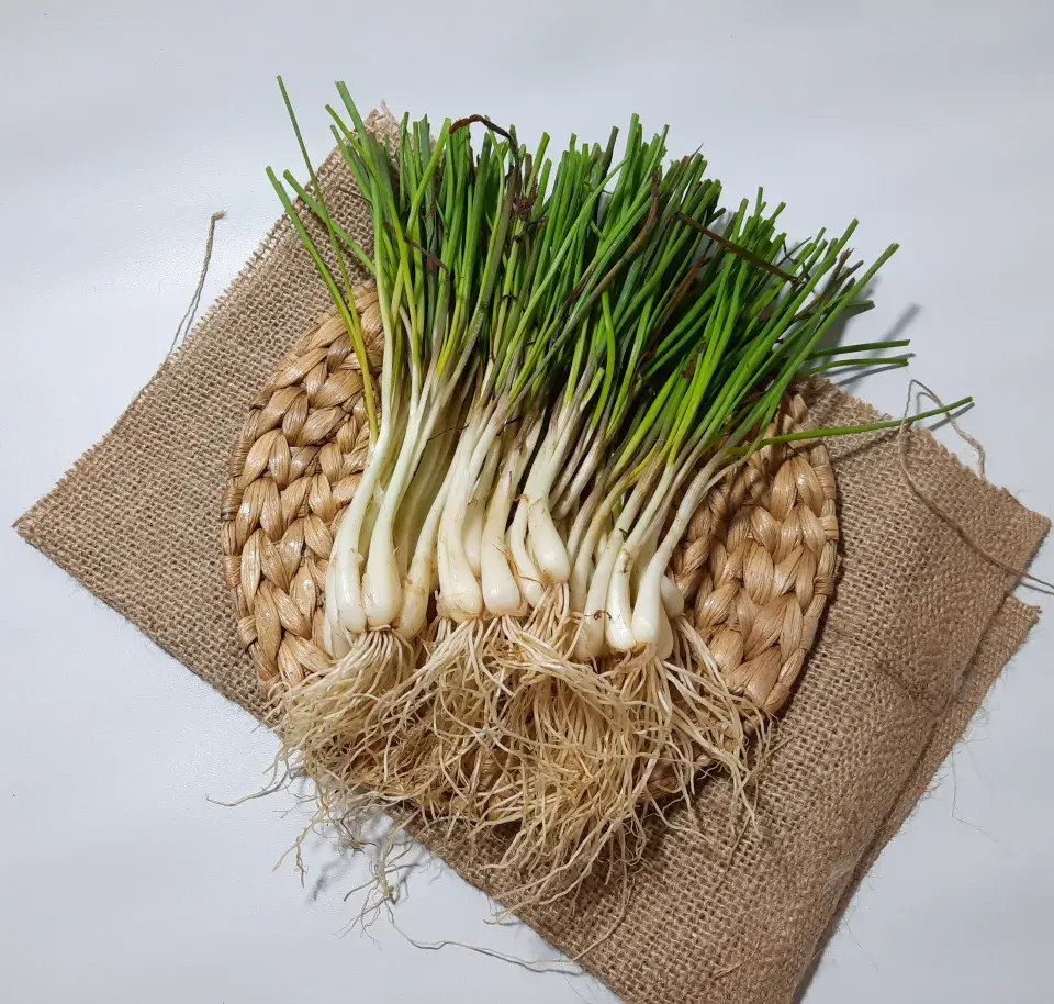 česnekopažitka má jedlé i cibulky