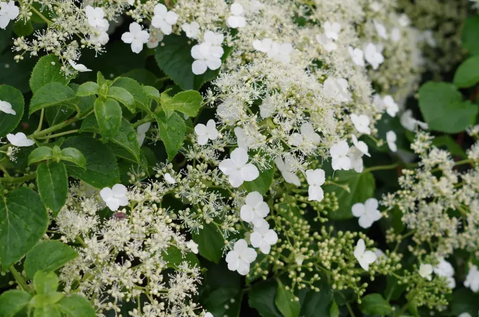 Hortenzie řapíkatá či hortenzie pnoucí (Hydrangea petiolaris)