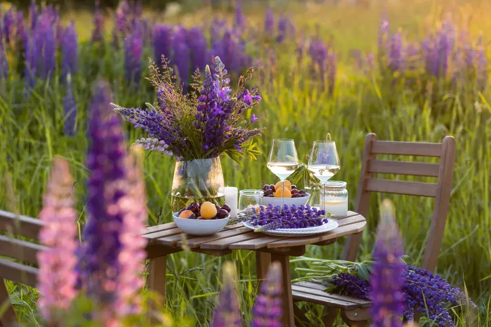 Lupina neboli vlčí bob