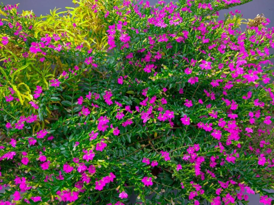 Hlazenec yzopolistý (Cuphea hyssopifolia)