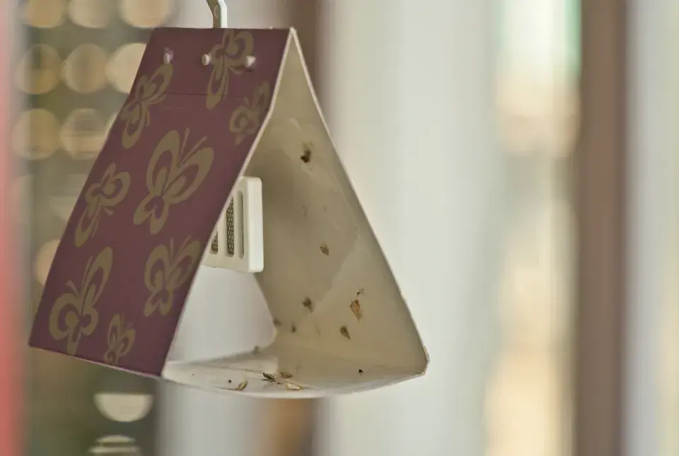 lepové domečky a pasti